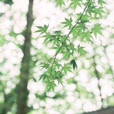 大话苍穹变态版下载