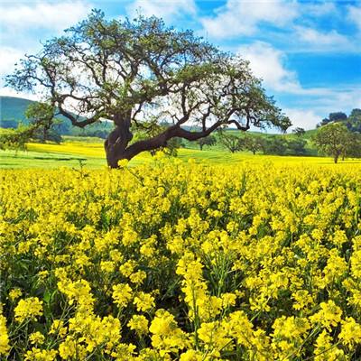 宝宝超市春节版游戏最新版下载